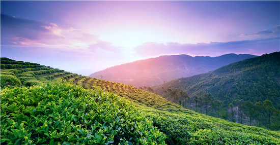 茶山