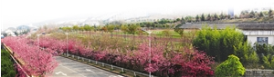 大理大学