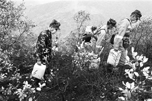 祥云县下庄镇大渡槽三鸭坡发生山林火灾,救援官兵翻山运水清理余火。