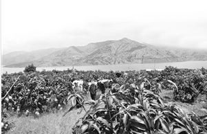 昔日荒山荒坝变成绿色果园 华坪县委宣传部 供图