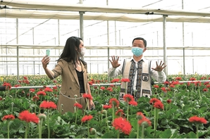 “我们泸西的花,品质过硬、花型好看、价格实在。更重要的是,科技含量高……” ——泸西县县长莫伟