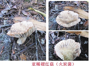 亚稀褶红菇(火炭菌)