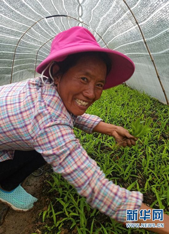 村民在种植基地工作
