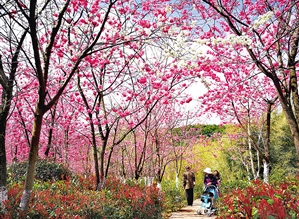 马龙樱花谷