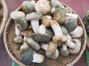 青头菌