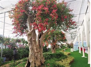 展会上的老桩难得一见