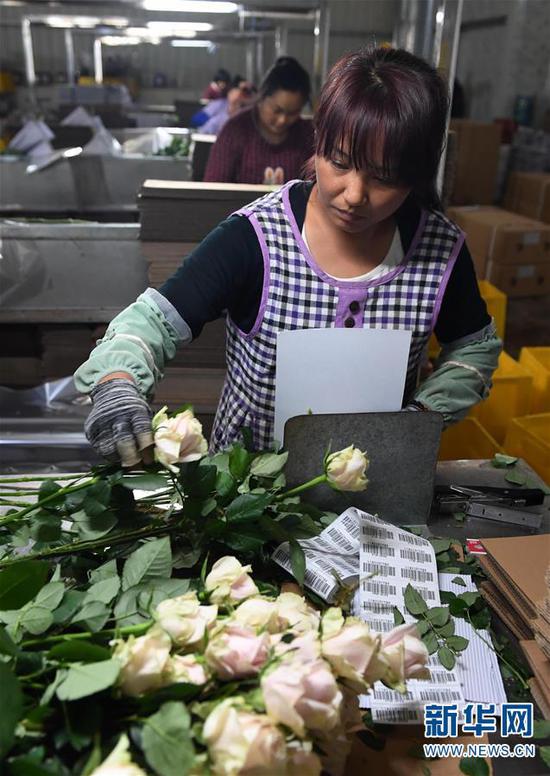 (工人在弥勒市品元园艺有限公司内分拣、包装刚采摘的玫瑰花,准备供应外地市场)