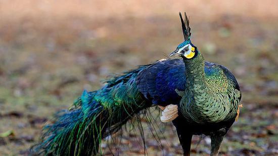 我国境内仅云南有绿孔雀 数量不足500只