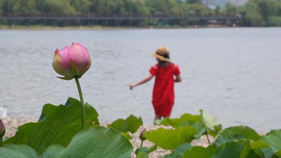 手机组二等奖:杨中全《为荷而来》