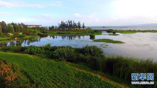 滇池沿岸的生态湿地。