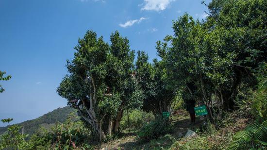 挂牌保护古茶树
