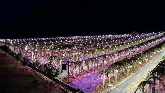 火龙果基地夜间补光(供图)