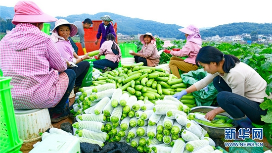2021年11月27日，云南省弥勒市巡检司镇宣武村委会，村民正忙着将西葫芦套袋、装箱。