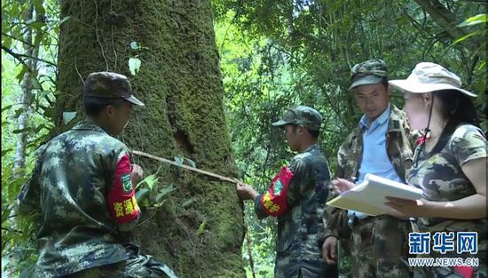 5月19日,云南高黎贡山国家级自然保护区保山管护局腾冲分局工作人员在给滇桐测量胸径。 新华社发(陈晓丹摄)