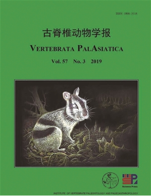 《古脊椎动物学报》上刊登的条纹兔复原图和化石 吉学平 供图