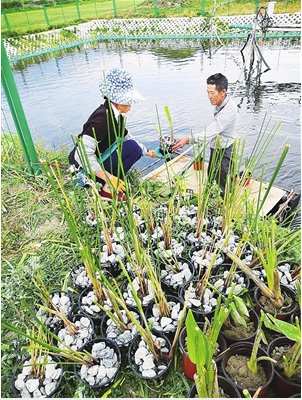 花语牧场员工种植水生植物,净化农田尾水。