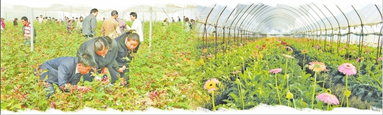 田间培训 标准化种植