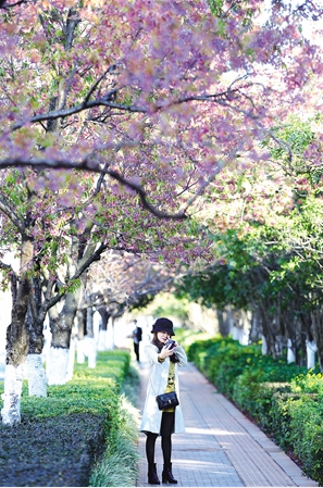 红塔西路冬樱花落英缤纷