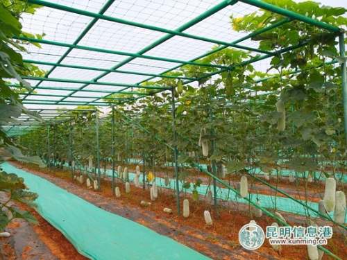 蔬菜基地展示的各种瓜。记者江枫 摄