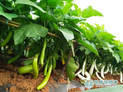 蔬菜基地里展示的诱人青茄。记者江枫 摄