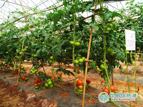 蔬菜基地里展示的各种番茄。记者江枫 摄