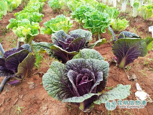 蔬菜基地里展示的紫裔白菜。记者江枫 摄