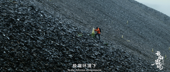 植物学家徐波在流石滩寻找塔黄