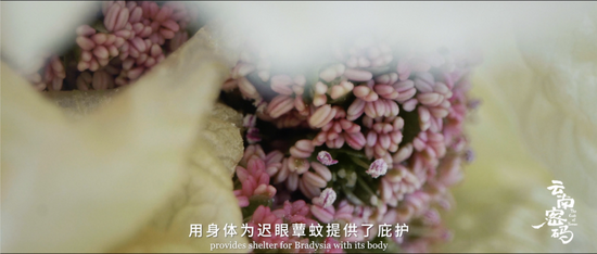 塔黄的花