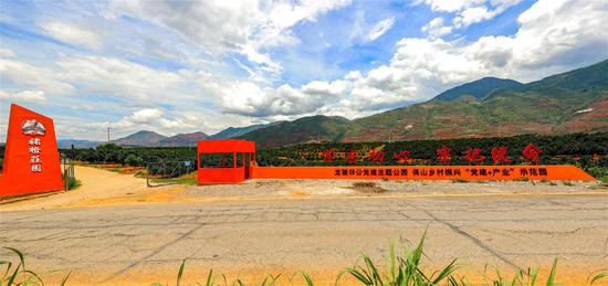 保山乡村振兴“党建+产业”示范园( 褚橙莊园)尹磊 摄