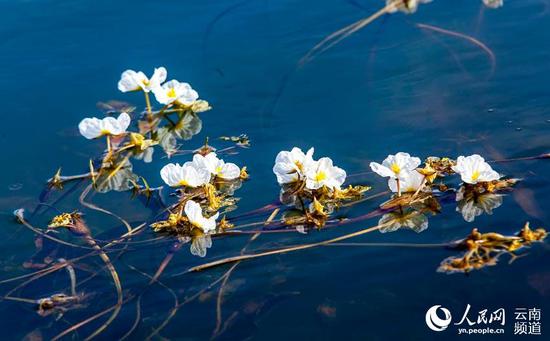 曲靖海峰湿地海菜花。摄影:赵云祥