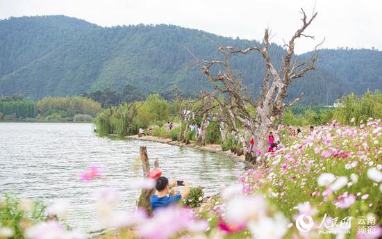 滇池湖畔,格桑花开。(人民网 虎遵会 摄)