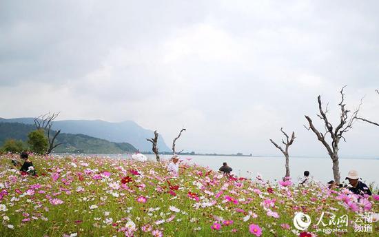 滇池湖畔,格桑花开。(人民网 虎遵会 摄)