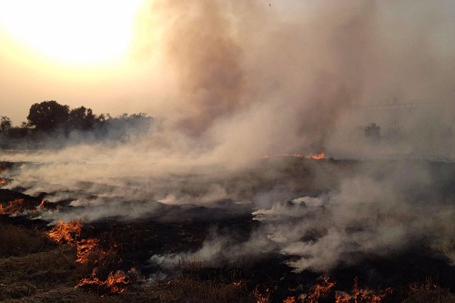 变废为宝挖真金 秸秆资源化处理不再难|环保|资