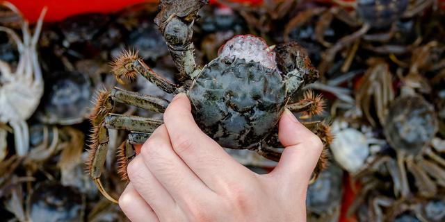 开启疯狂吃蟹模式