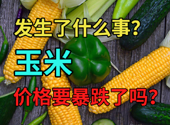 中粮期货：发生了什么事？玉米价格要暴跌了吗？