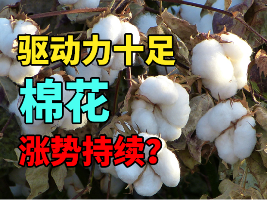 棉花：驱动力十足，涨势持续？