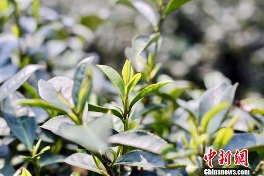 明前茶。(资料图) 钱晨菲 摄