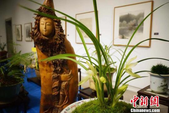 参展的春兰佳品。 钱晨菲 摄