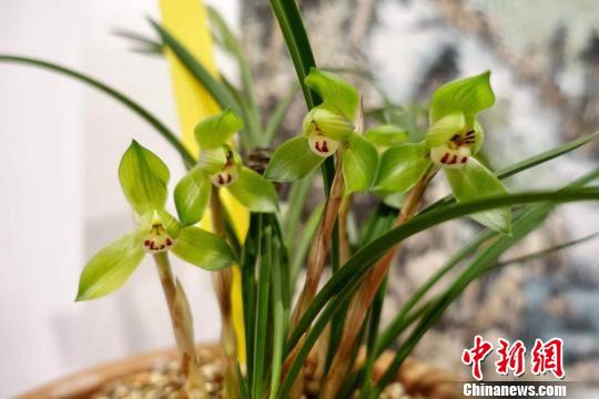 参展的春兰佳品。 钱晨菲 摄