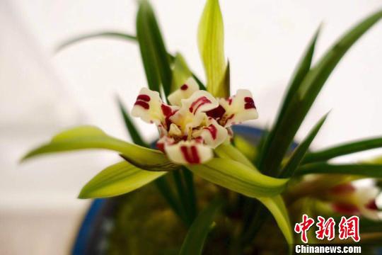 参展的春兰佳品。 钱晨菲 摄