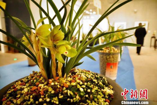 参展的春兰佳品。 钱晨菲 摄