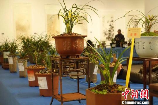 200盆、100多个品种的兰花吐露芬芳。 钱晨菲 摄