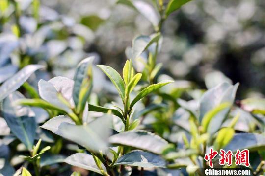 西湖龙井。 钱晨菲 摄