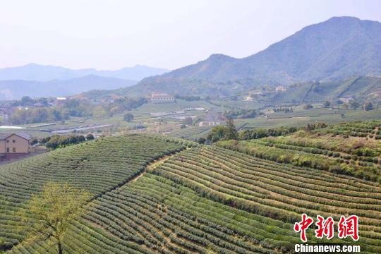 西湖区茶山。 钱晨菲 摄