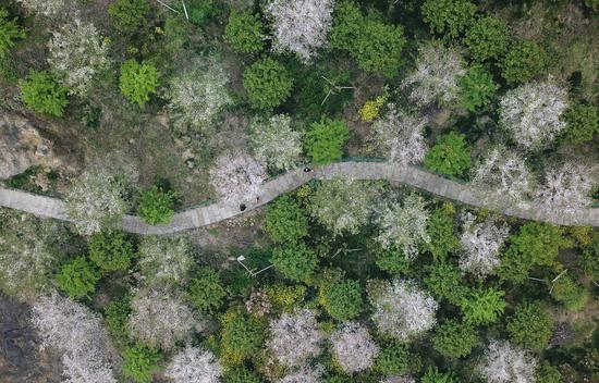 图为:游客在樱花林间的小路散步(航拍)。王刚 摄