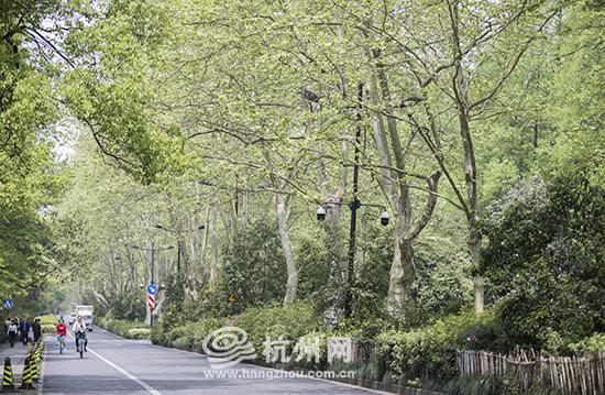杨公堤上的梧桐树,新绿满枝头