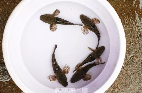 步鱼