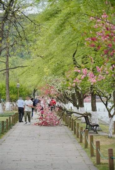 下午,西湖边一棵树折断了。快拍小友“若雨王芳”摄
