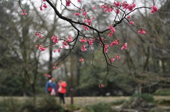 图为:游人欣赏盛开的樱花。王刚 摄