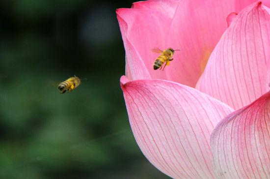 图为:蜜蜂正在荷花花瓣中飞舞。柱子(通讯员)供图